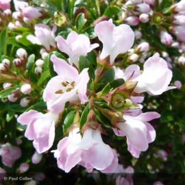 ESCALLONIA Apple blossom