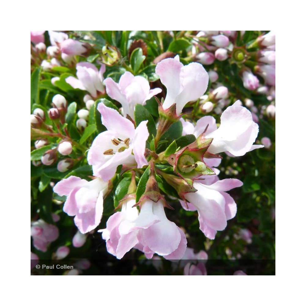 ESCALLONIA Apple blossom