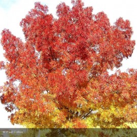 FRAXINUS angustifolia Raywood