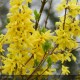 FORSYTHIA x intermedia Spectabilis