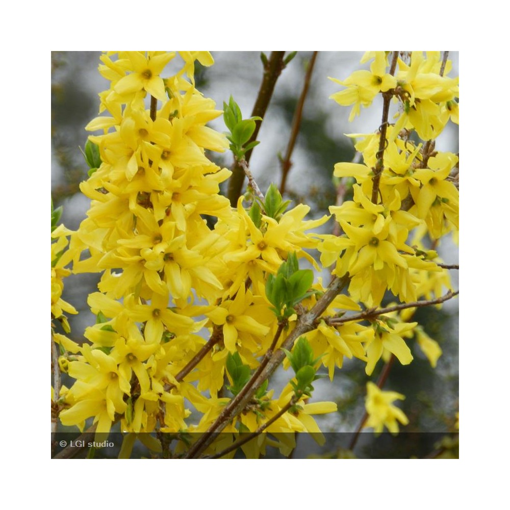 FORSYTHIA x intermedia Spectabilis