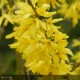 FORSYTHIA x intermedia Spectabilis