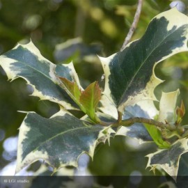 ILEX aquifolium Argenteomarginata