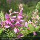 INDIGOFERA gerardiana