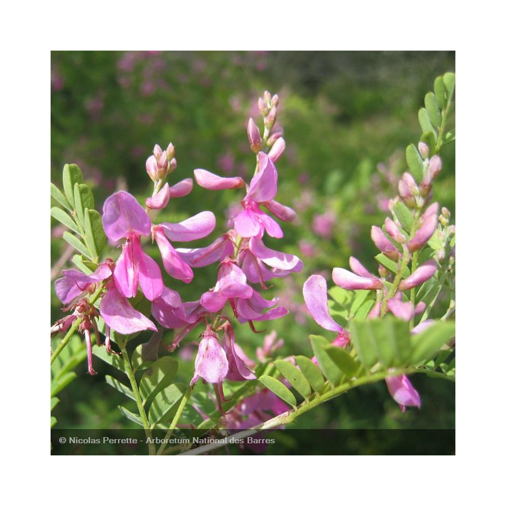 INDIGOFERA gerardiana