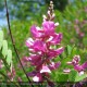 INDIGOFERA gerardiana