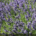 LAVANDULA angustifolia Dwarf blue