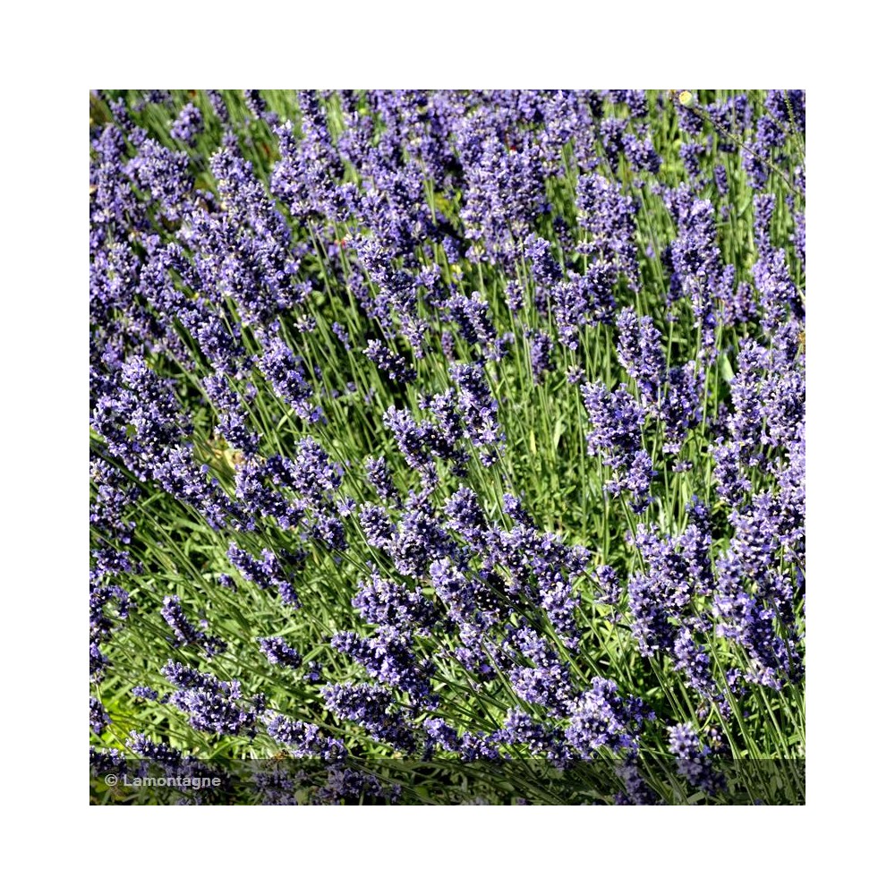 LAVANDULA angustifolia Dwarf blue