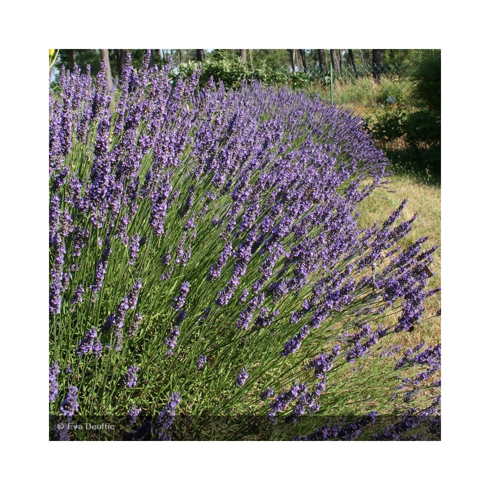 LAVANDULA angustifolia Grosso seguret