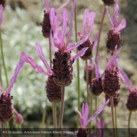 LAVANDULA stoechas Rose