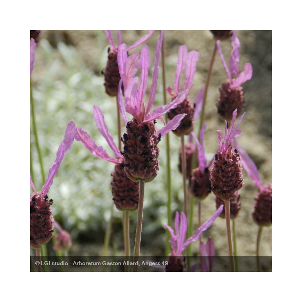 LAVANDULA stoechas Rose