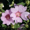 LAVATERA thuringiaca Barnsley