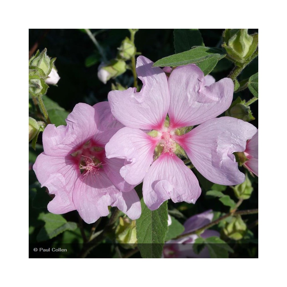 LAVATERA thuringiaca Barnsley