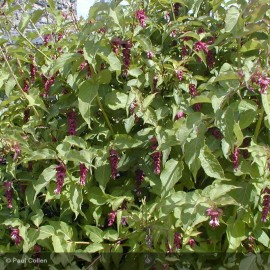 LEYCESTERIA formosa