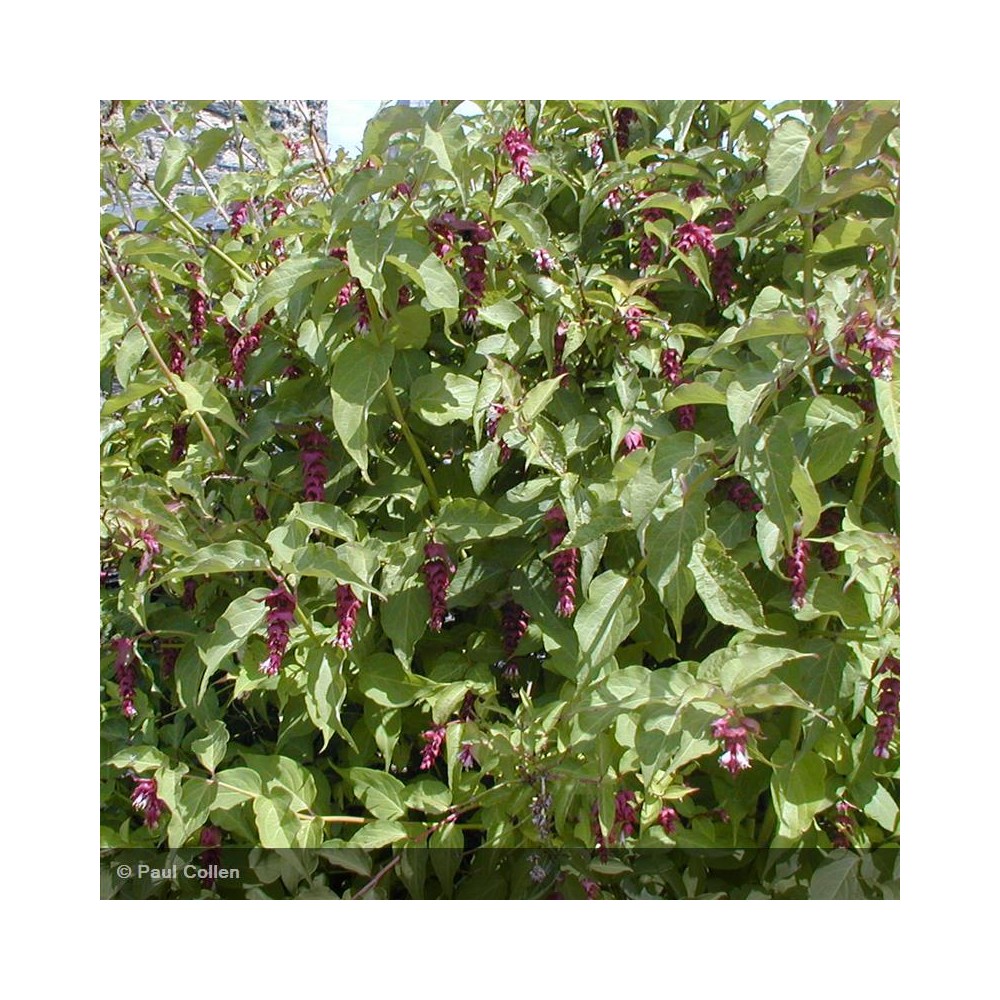 LEYCESTERIA formosa