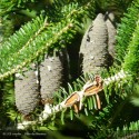 ABIES koreana