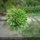 ARAUCARIA araucana