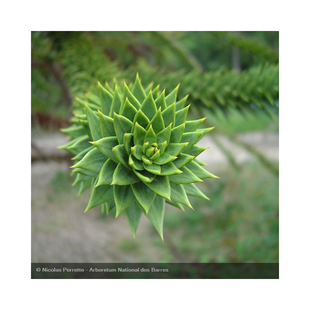 ARAUCARIA araucana