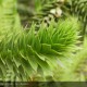 ARAUCARIA araucana