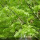 FRAXINUS excelsior