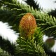 ARAUCARIA araucana