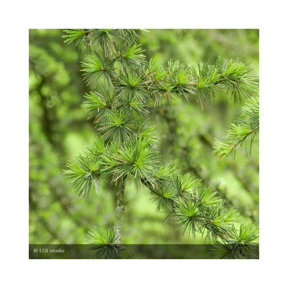 CEDRUS atlantica