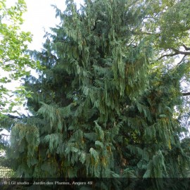 CHAMAECYPARIS nootkatensis Pendula