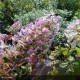 HYDRANGEA quercifolia Alice