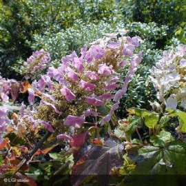 HYDRANGEA quercifolia Alice