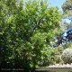 FRAXINUS excelsior