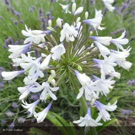 AGAPANTHUS x Queen Mum