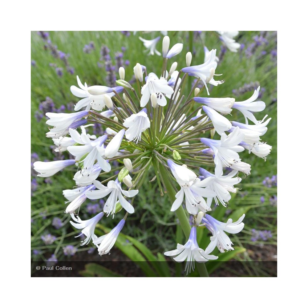 AGAPANTHUS x Queen Mum