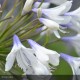 AGAPANTHUS x Queen Mum