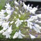 AGAPANTHUS x Queen Mum