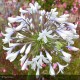 AGAPANTHUS x Queen Mum