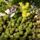 SEDUM Acre