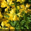 GENISTA hispanica