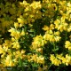 GENISTA hispanica