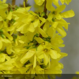 FORSYTHIA x intermedia Mikador