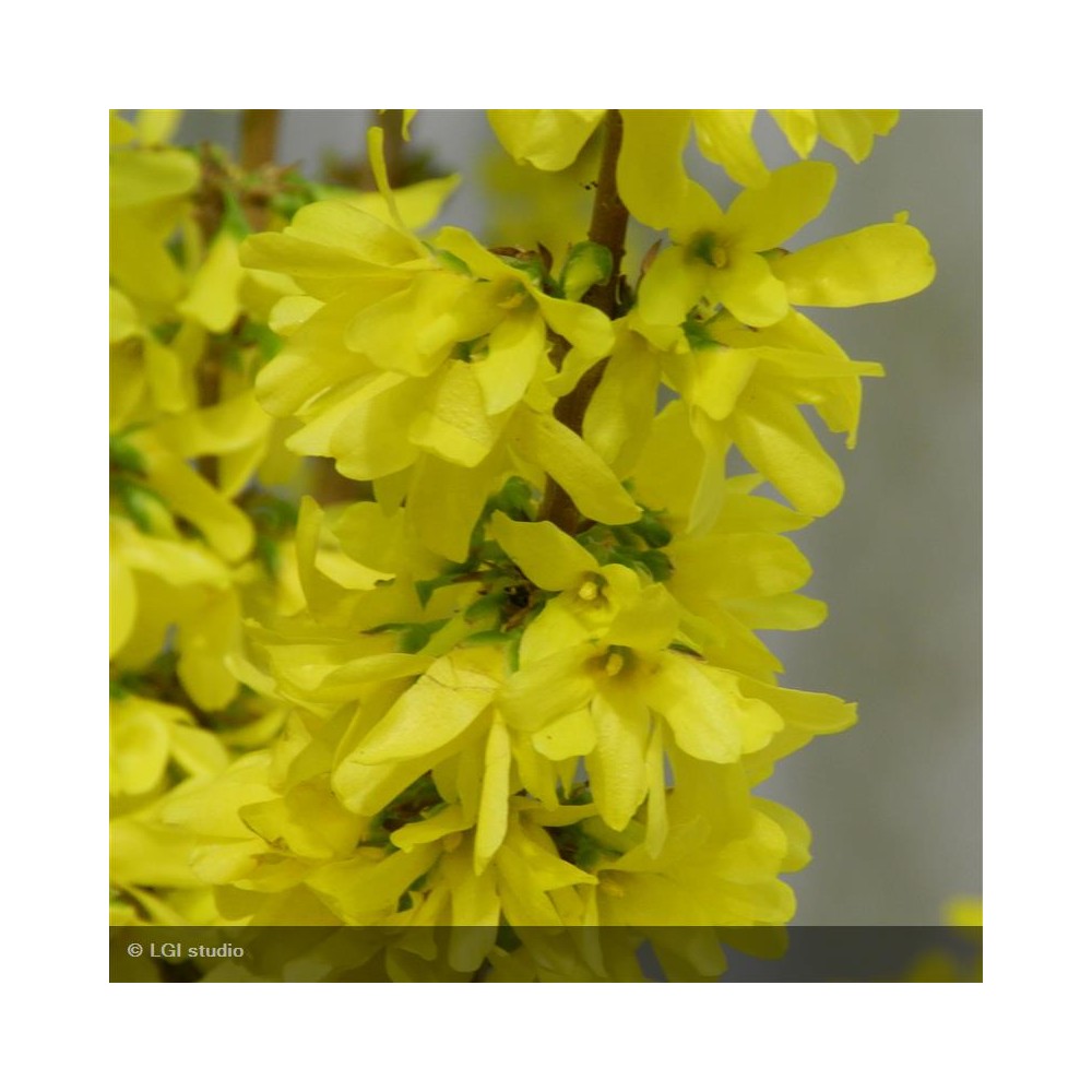 FORSYTHIA x intermedia Mikador