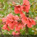 CHAENOMELES speciosa