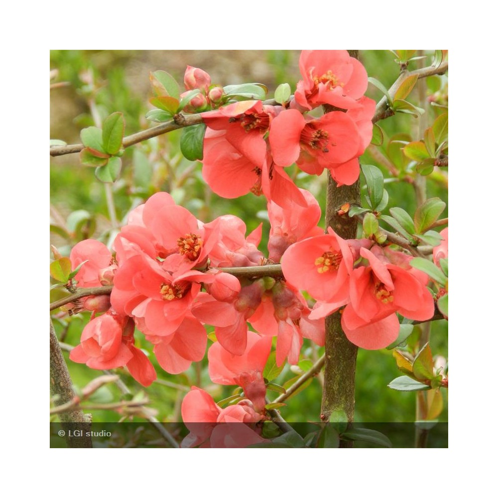 CHAENOMELES speciosa