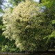 FRAXINUS ornus