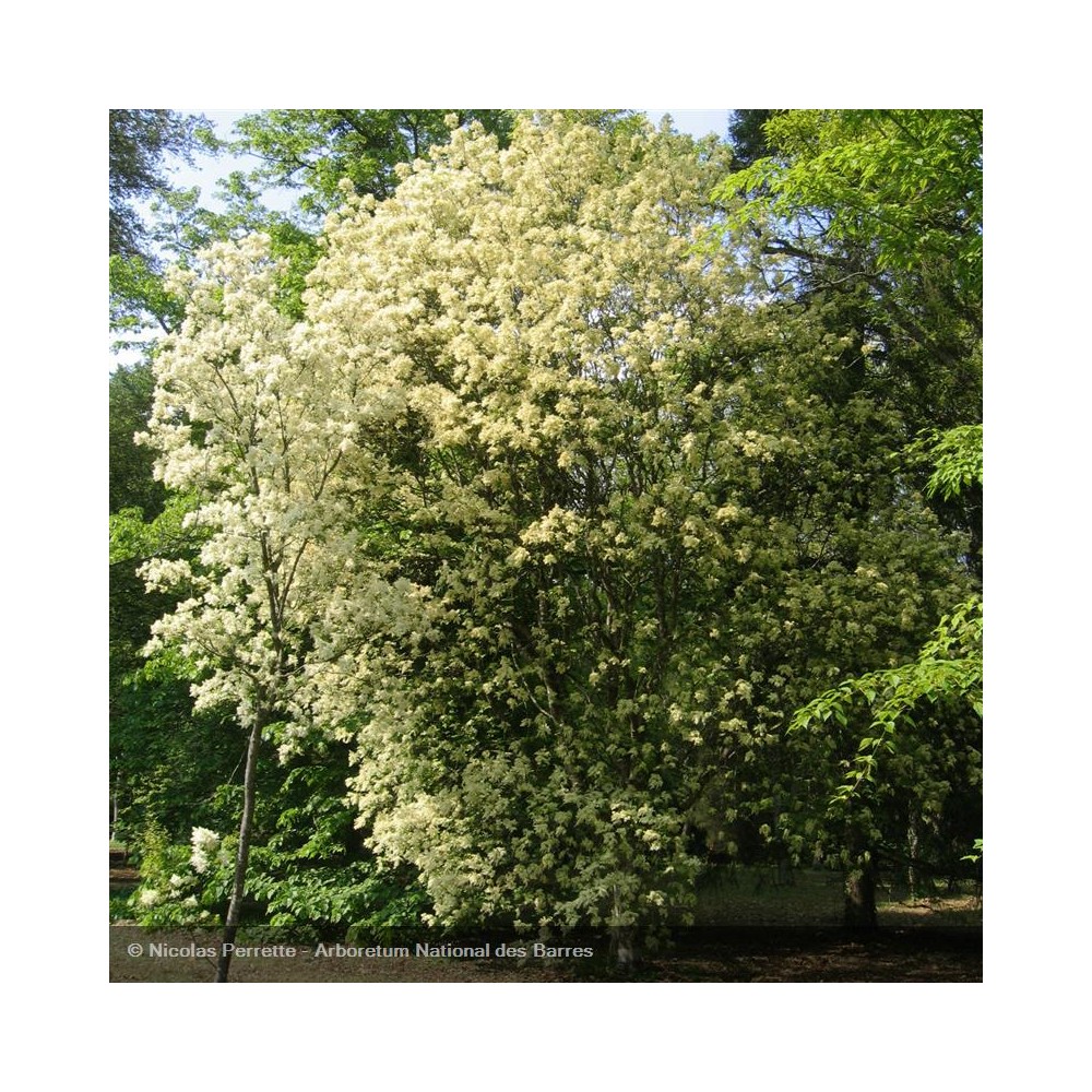 FRAXINUS ornus