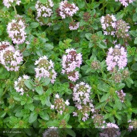 THYMUS albus