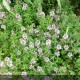 THYMUS albus