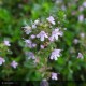 THYMUS albus