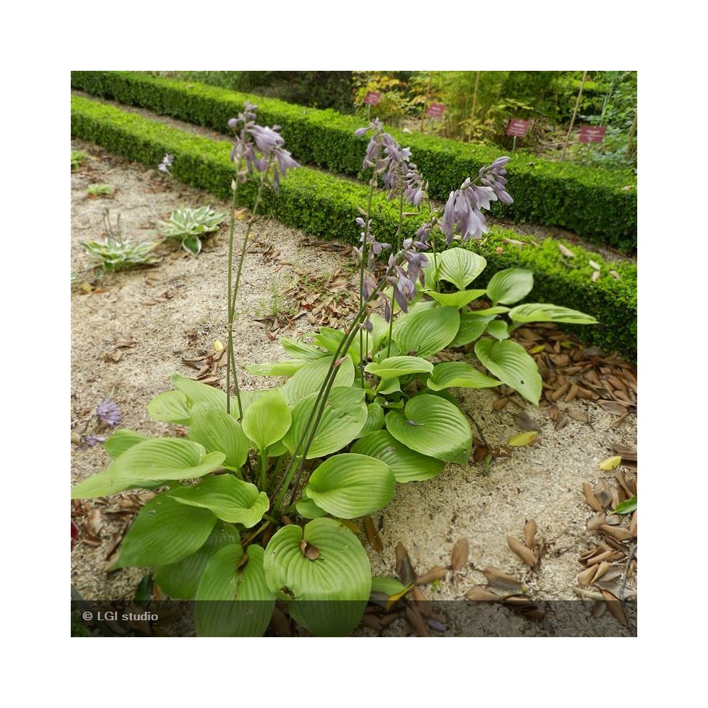 HOSTA Sum and Substance