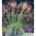 STIPA gigantea