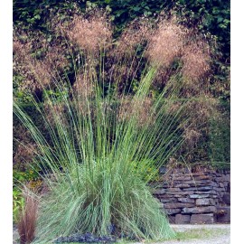 STIPA gigantea